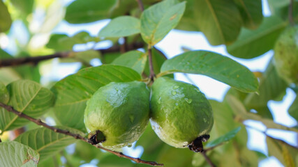 Guava on the tree