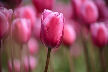Tulip