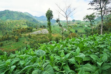 Fototapeta na wymiar tobacco field in Temanggung district, Central Java, Indonesia in the morning
