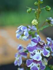 Closeup white purple petals of Narrowleaf angelon ,willowleaf angelon flower plants in garden with blurred background ,macro image , soft focus ,sweet color for card design