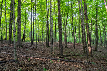forest in the morning during the summer.