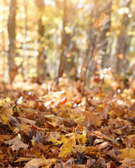 Fall Foliage Background with Copyspace