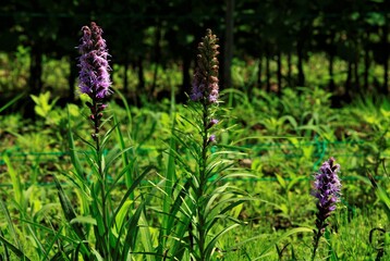 リアトリスの花