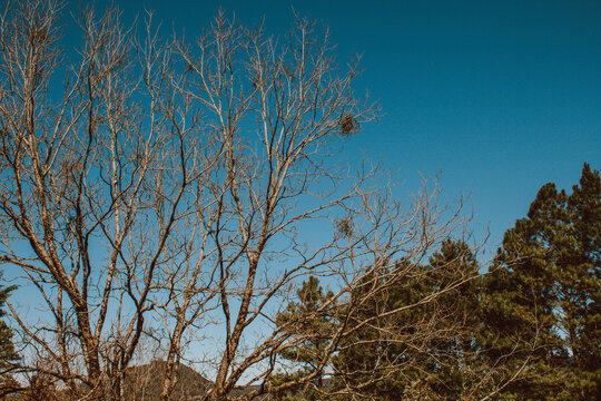 tree in the sky