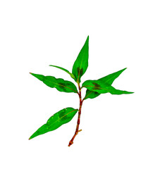 Persicaria odorata (Vietnamese coriander) isolated on white background with selective focus