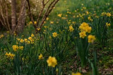 Fototapeta premium Field of Yellow Flowers