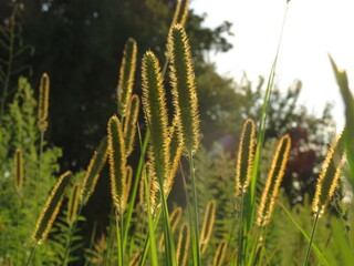 Flowers in the field, at sunset. A sunset in a field is like a sunset in flowers. Wildflowers - Beautiful. Field daisies are favorite flowers.