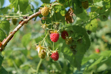 Raspberry bushes. Red and green berries, green leaves. Concept - ripe raspberry.
