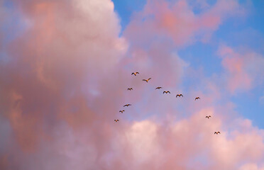 Birds flying in the sky at sunrise