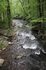 Obraz premium stream in the forest