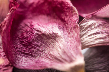 Dehydrated pink platycodon grandiflorum petals