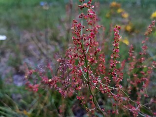 pink flowers in the garden
