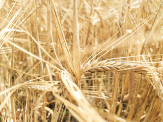 field of wheat