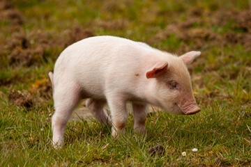 Close up image of a cute pink piglet grazing on a meadow. This is an isolated image showing the pretty baby pig on the grass against blurred background. Image was taken at a farm in Cornwall