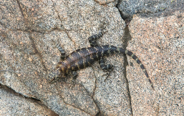 Close up of a striped lizard in the sycamore canyon, Riverside, CA