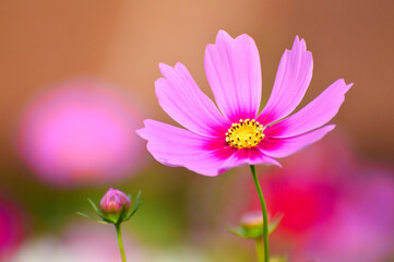 pink cosmos flower