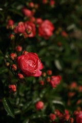 Orange blend Flower of Rose 'Leonie Lamesch' in Full Bloom

