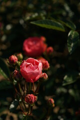 Orange blend Flower of Rose 'Leonie Lamesch' in Full Bloom
