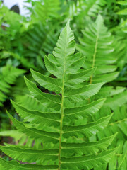 close up green leaves. green leaves background texture.