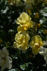 Light Yellow Flower of Rose 'Limoncello' in Full Bloom

