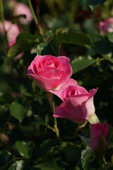 Light Pink Flower of Rose 'Love Me Tender' in Full Bloom
