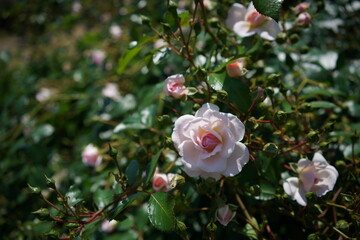 Obraz premium Light Pink Flower of Rose 'Lovely Meilland' in Full Bloom 