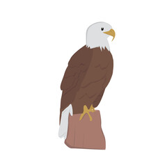 Bald Eagle Illustration