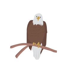 Bald Eagle Illustration