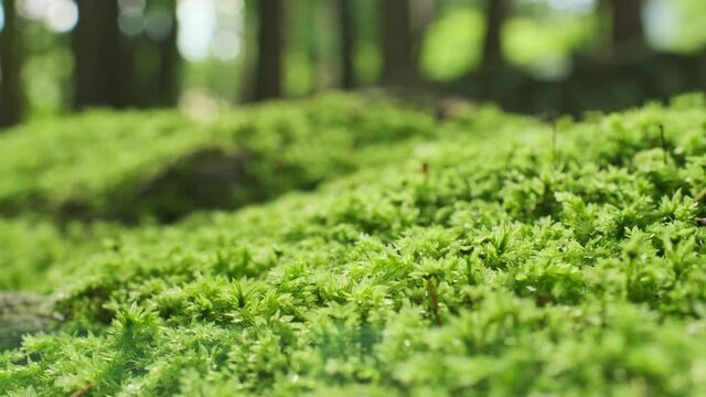 苔の生えた日本のお寺の参道
