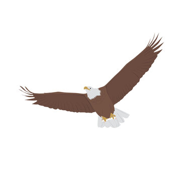 Bald Eagle Illustration