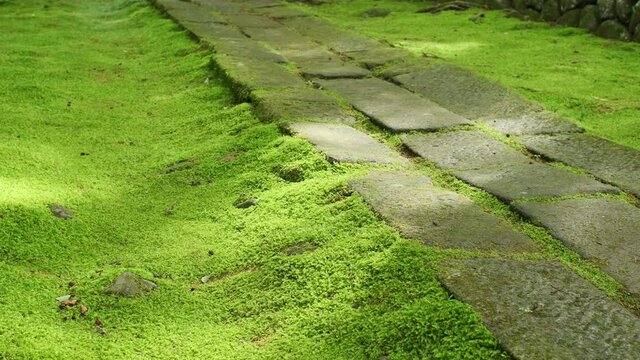 苔の生えた日本のお寺の参道