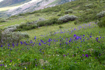 Picturesque summer landscape of blooming alpine meadow with blue aquilegia in Altai mountains, Russia, selective focus