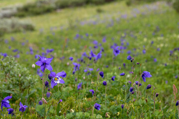 Obraz premium Picturesque summer landscape of blooming alpine meadow with blue aquilegia in Altai mountains, Russia, selective focus