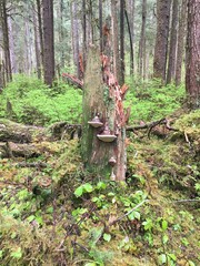 Alaskan woods