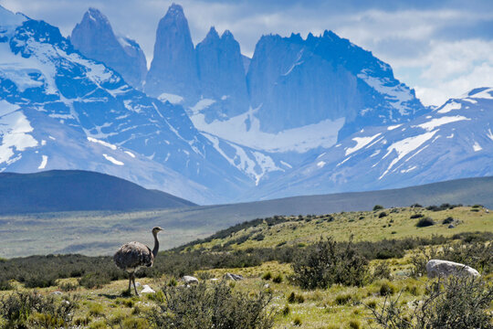 Ñandu (Darwin's or lesser rhea) in front of the Paine Massif and Los Torres, Torres del Paine National Park, Patagonia, Chile