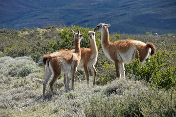 Naklejka na ściany i meble Guanacos in Torres del Paine National Park, Patagonia, Chile