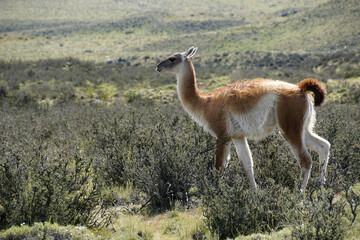 Guanaco in Torres del Paine National Park, Patagonia, Chile