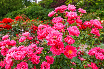Obraz premium Beautiful red roses in a garden