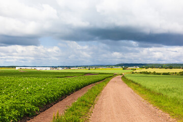 Farmland with a gravel road