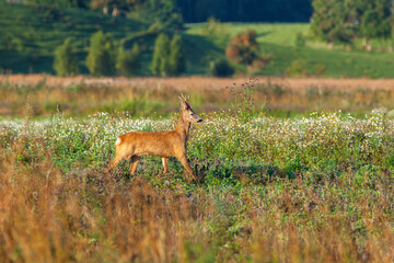 Proud Roebuck walking on a flowering meadow