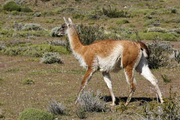 Guanaco in Torres del Paine National Park, Patagonia, Chile