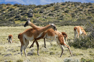 Naklejka na ściany i meble Male guanacos fighting over breeding rights and territory, Torres del Paine National Park, Patagonia, Chile
