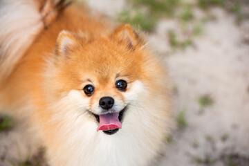 Obraz premium Pomeranian adult dog outside looking up
