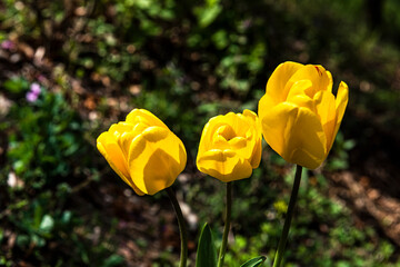 Beautiful yellow color tulip flower close-up background of field and forest,spring time.