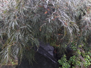 Obraz premium rain water and bush image