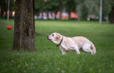 A young labrador runs in the park for a ball. Close-up photographed.
