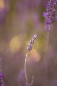 lavender starting to bloom 