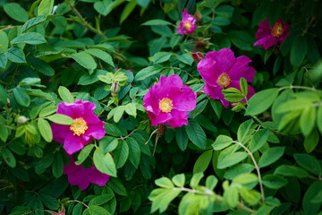 close-up of wild rose bush with large purple flowers and bright green leafs