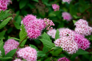 Obraz premium Close up of Spring Flowering Spireas (Spiraea betulifolia). Spiraea japonica with pink bloom. Pink blooming Shrub.