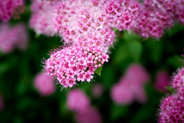 Close up of Spring Flowering Spireas (Spiraea betulifolia). Spiraea japonica with pink bloom. Pink blooming Shrub.